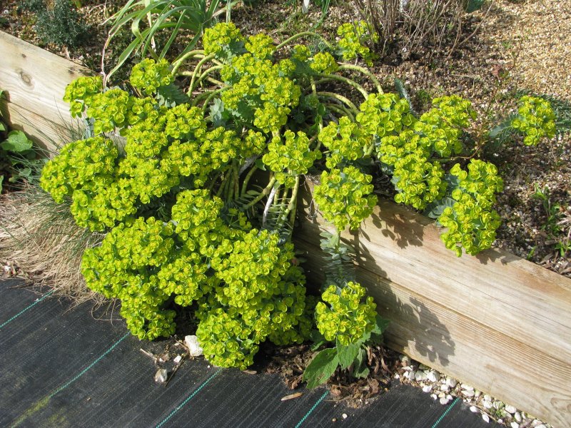 Euphorbia paralias