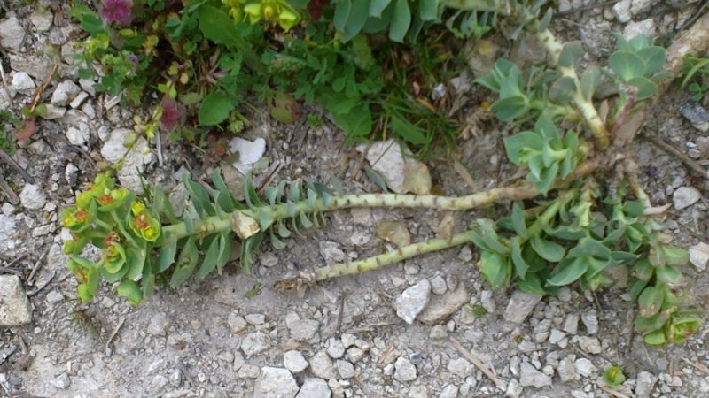 Euphorbia characias SSP. Wulfenii
