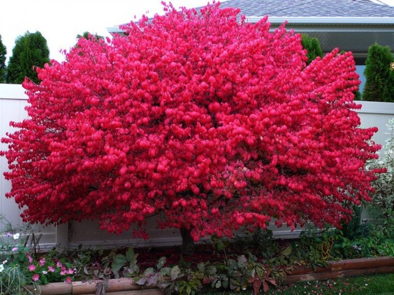 Бересклет крылатый Компактус Euonymus alatus Compactus