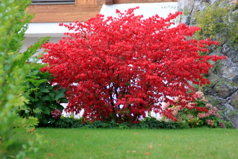 Бересклет крылатый (Euonymus alatus Compactus