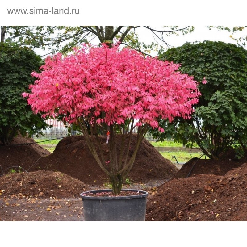 Бересклет крылатый Euonymus alatus