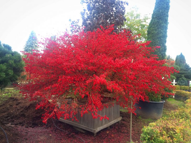 Бересклет Зибольда Euonymus sieboldiana