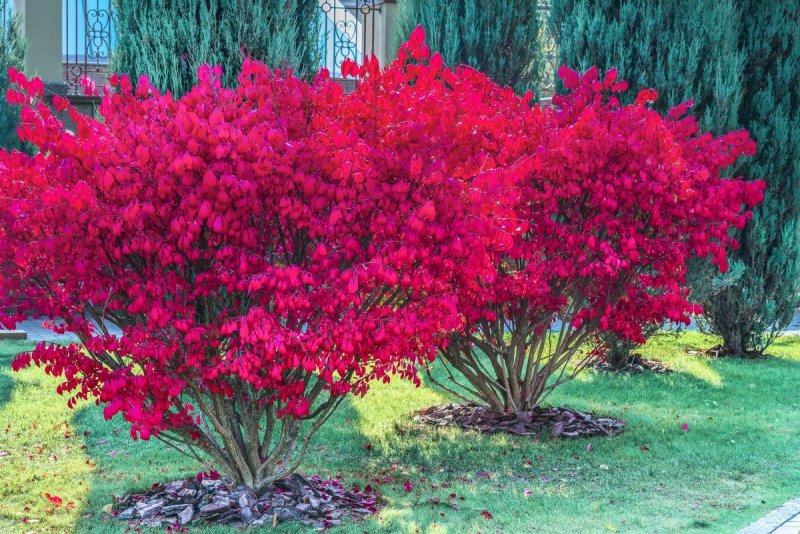 Бересклет Euonymus alatus. Compactus штамб