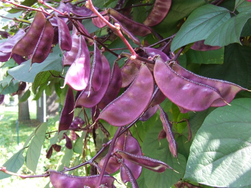 Грузинская кухня лобио