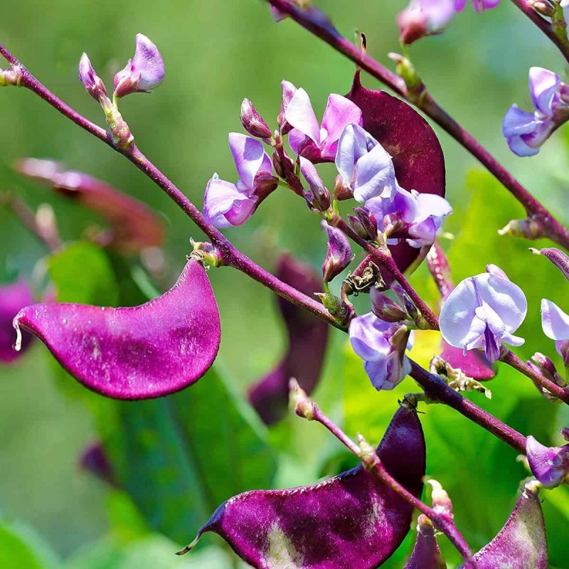 Lablab purpureus