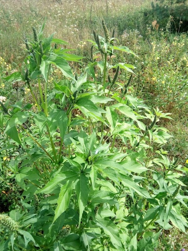 Картофельник сорняк