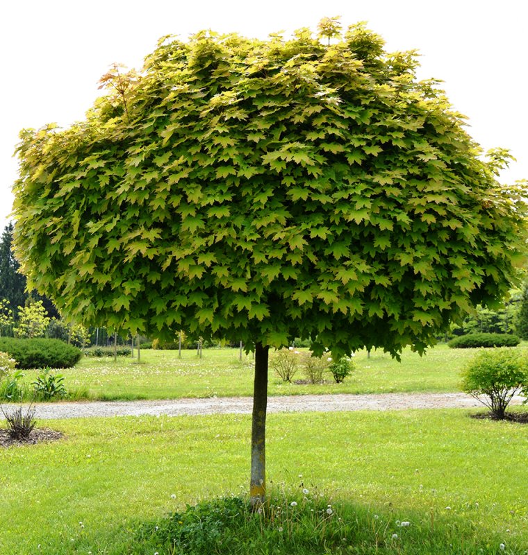 Клен остролистный `Глобозум`, Acer platanoides `globosum`