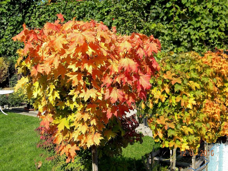 Робиния псевдоакация Umbraculifera