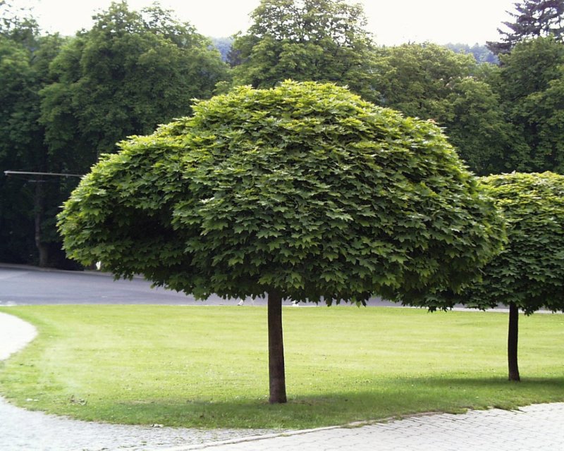 Акация шаровидная Robinia pseudoacacia Umbraculifera