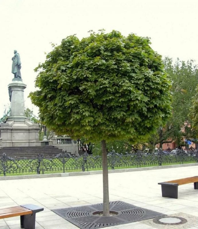 Клен остролистный globosum