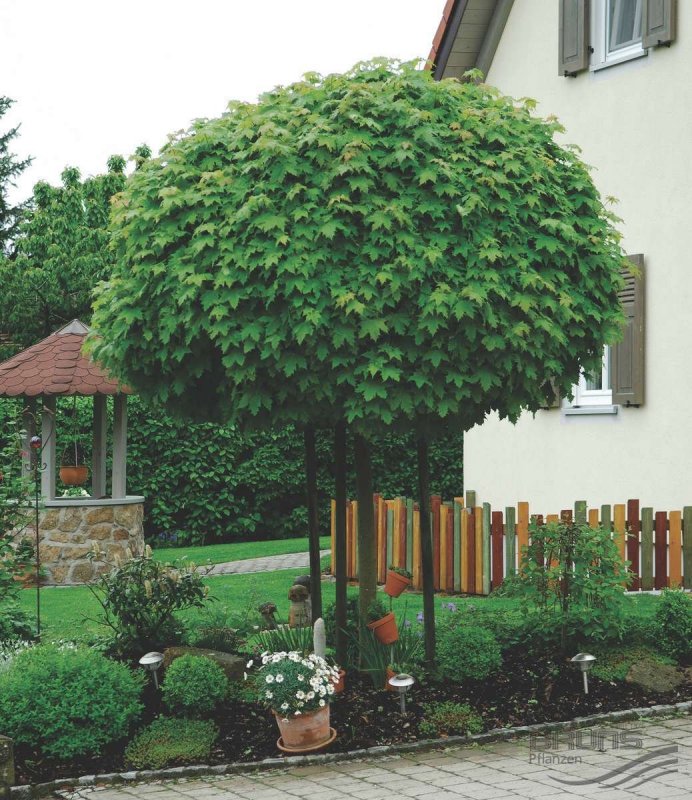 Липа крупнолистная Оребро