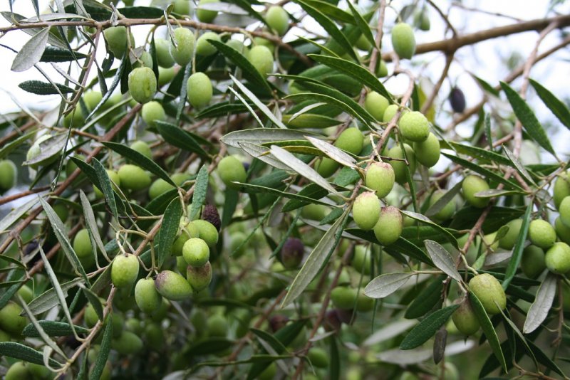 Олива Olea europaea
