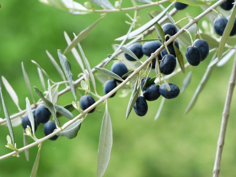 Olea europaea BS