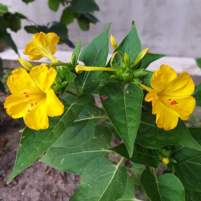 Ночная красавица Mirabilis Jalapa
