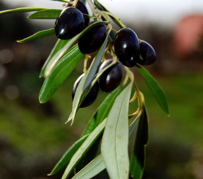 Маслина европейская Olea Europea