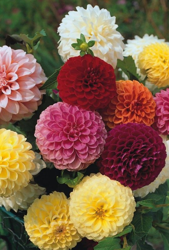 Георгина Dahlia variabilis