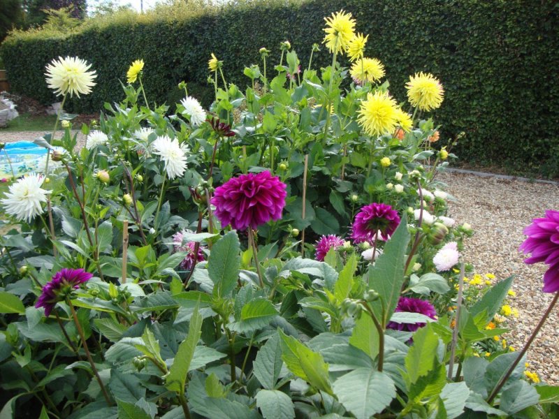 A variabilis Dahlia pompon Double flowered Mixed