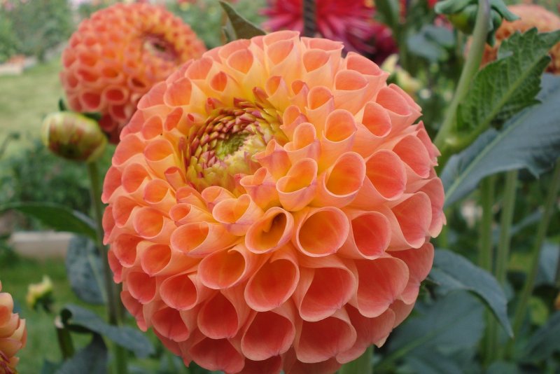 Георгина pompon