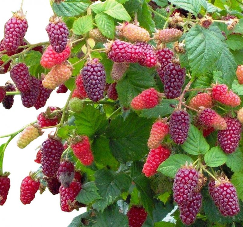 Ежемалина Rubus Tayberry