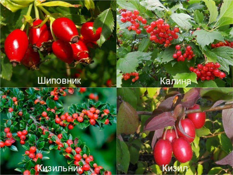 Ягоды кусты для огорода с названиями