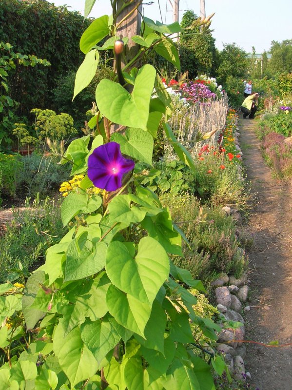 Ipomoea cairica