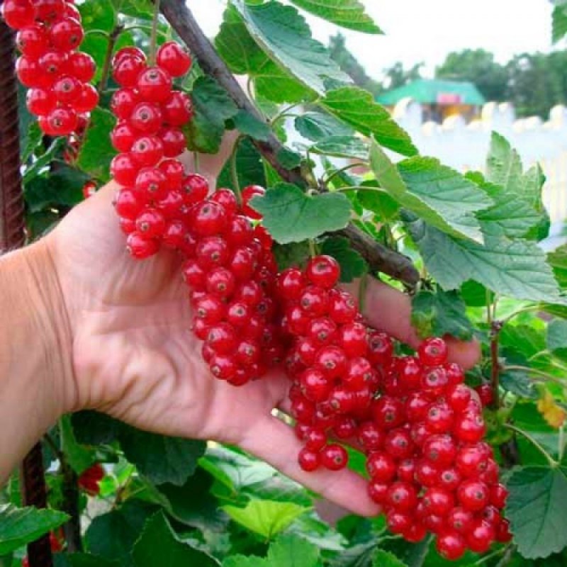 Саженцы , смородина красная, черная, малина