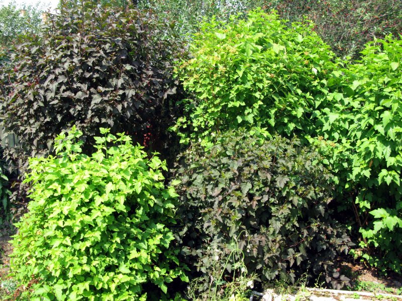 Fagus sylvatica Живая изгородь