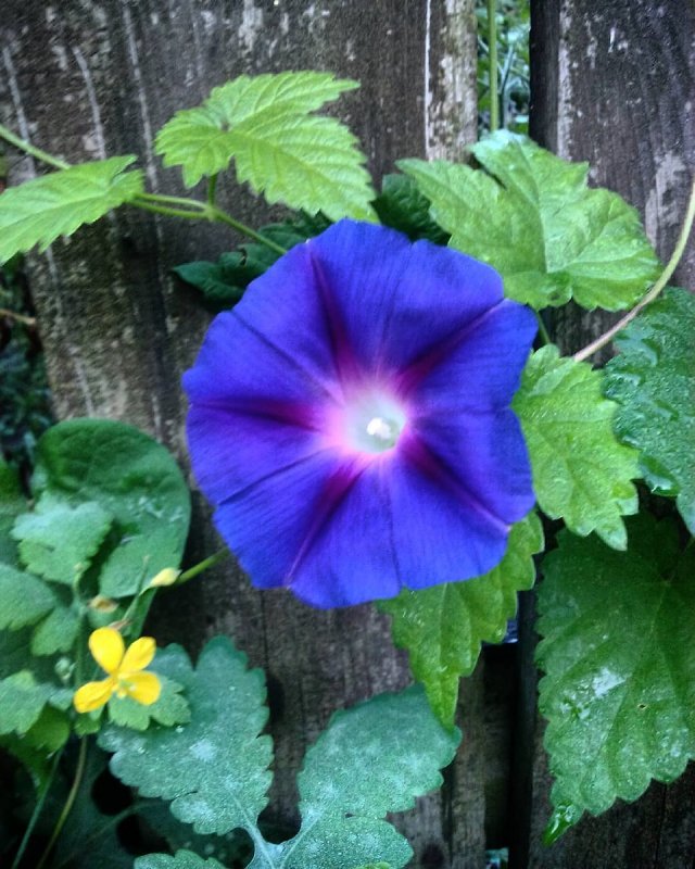 Ipomoea violacea законы