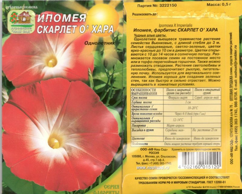 Ипомея пурпурная на балконе