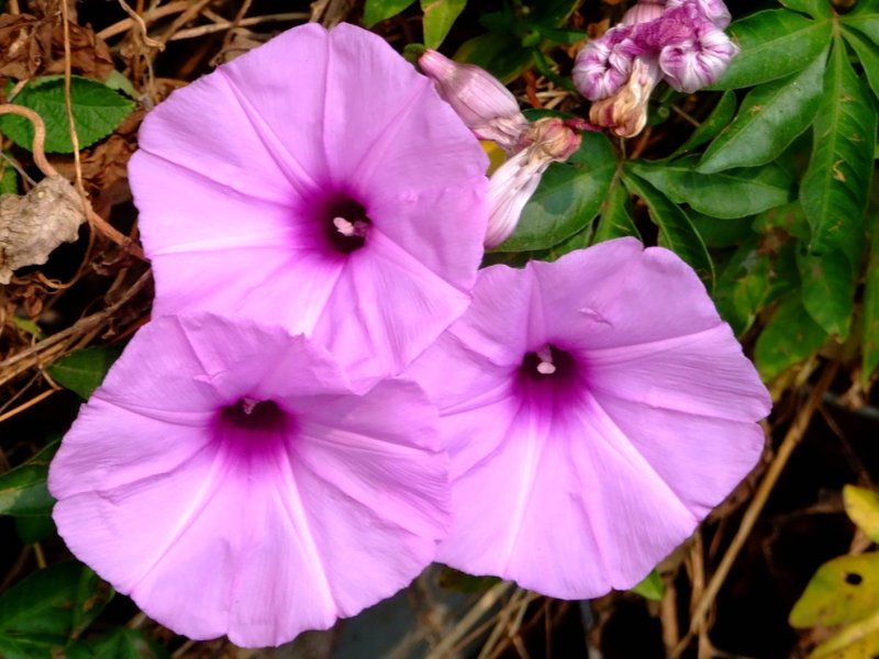 Ipomoea eriocarpa