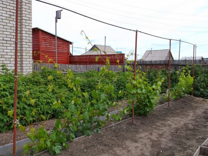 Шпалера для виноградника