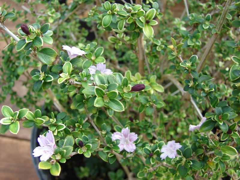 Serissa japonica
