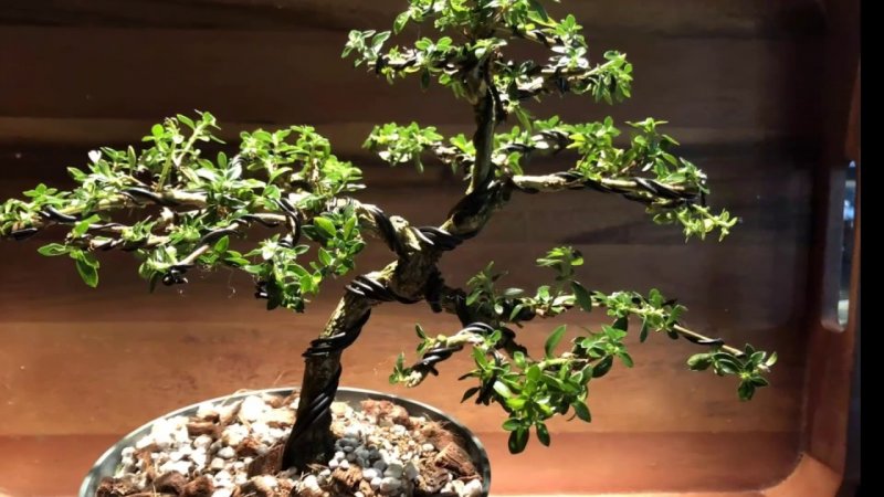 Серисса махровая foetida Flore pleno