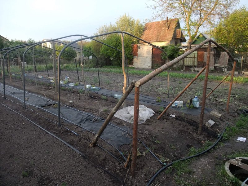 Виноград на пластиковых трубах