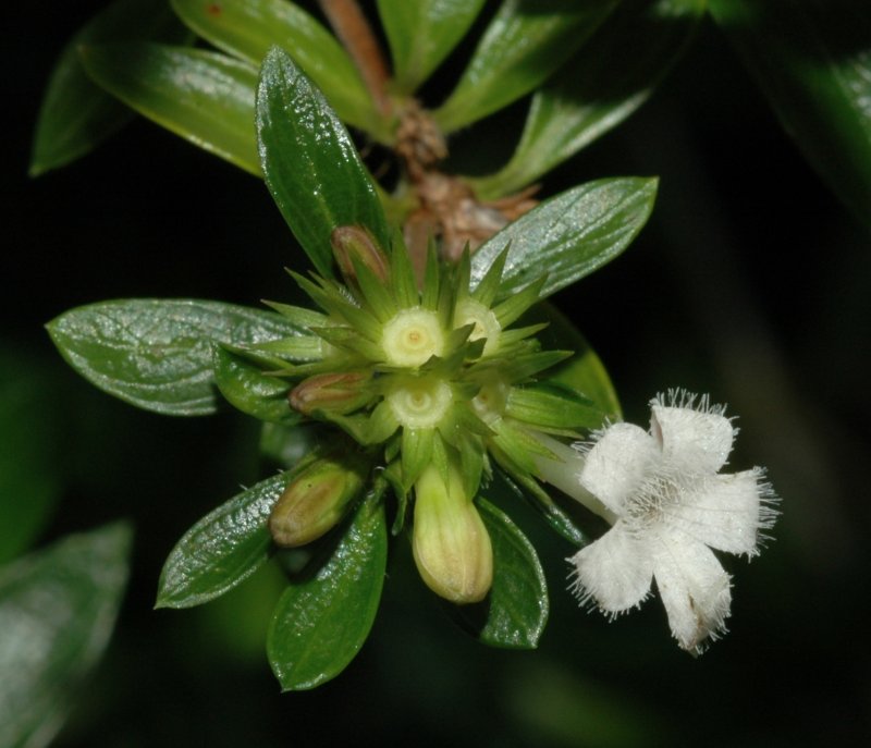 Серисса japonica