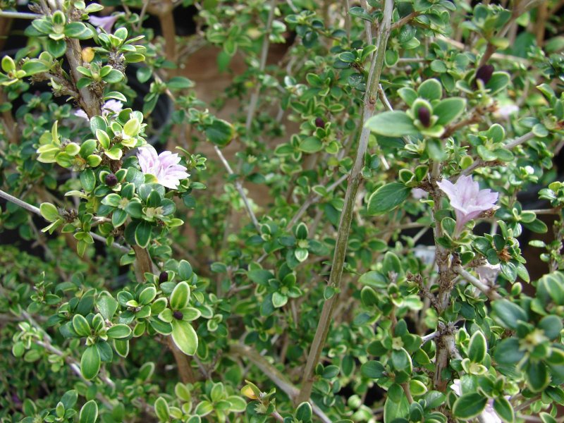Serissa japonica