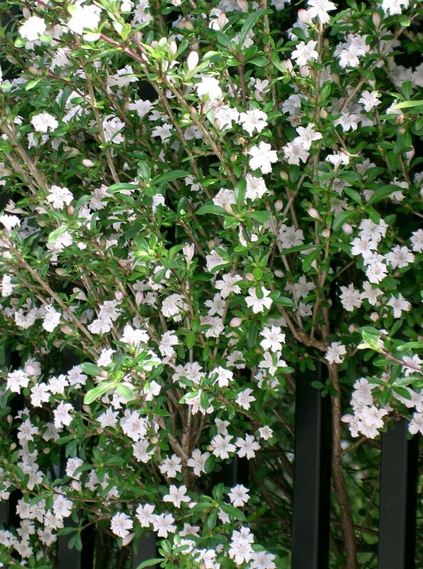 Serissa japonica