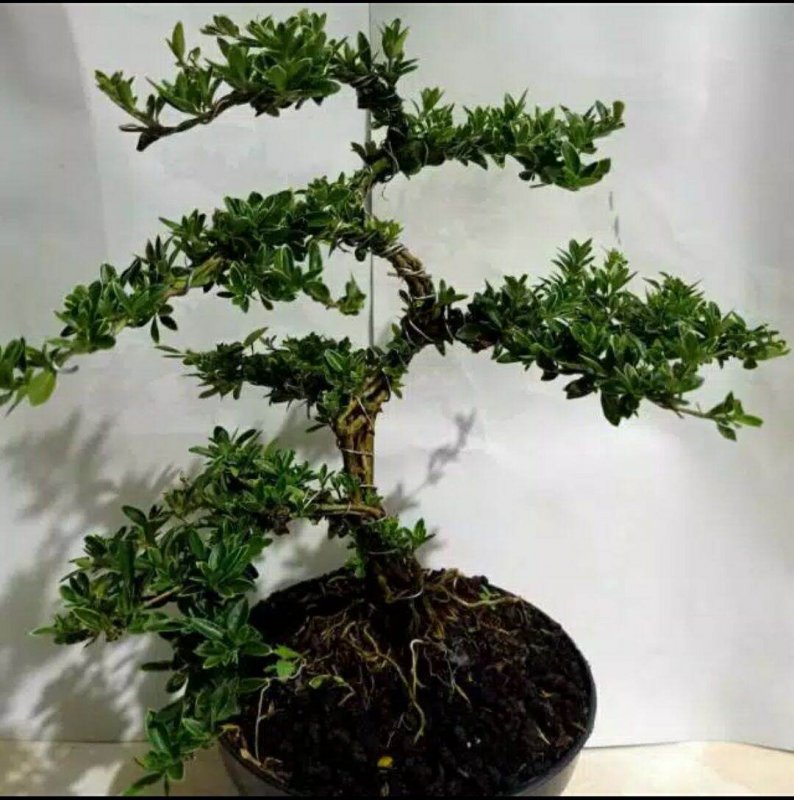 Серисса japonica