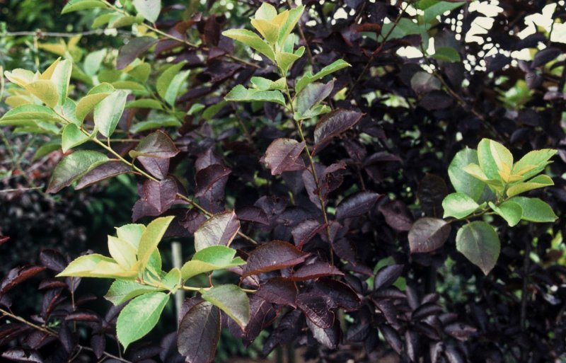 Prunus virginiana Shubert