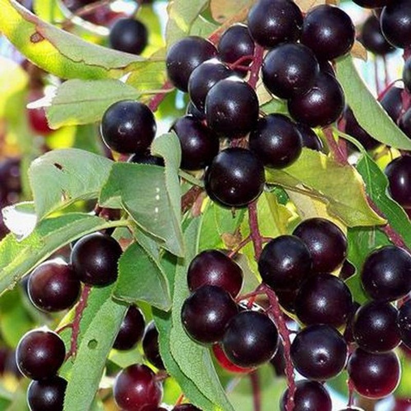 Черемуха виргинская (Padus virginiana)