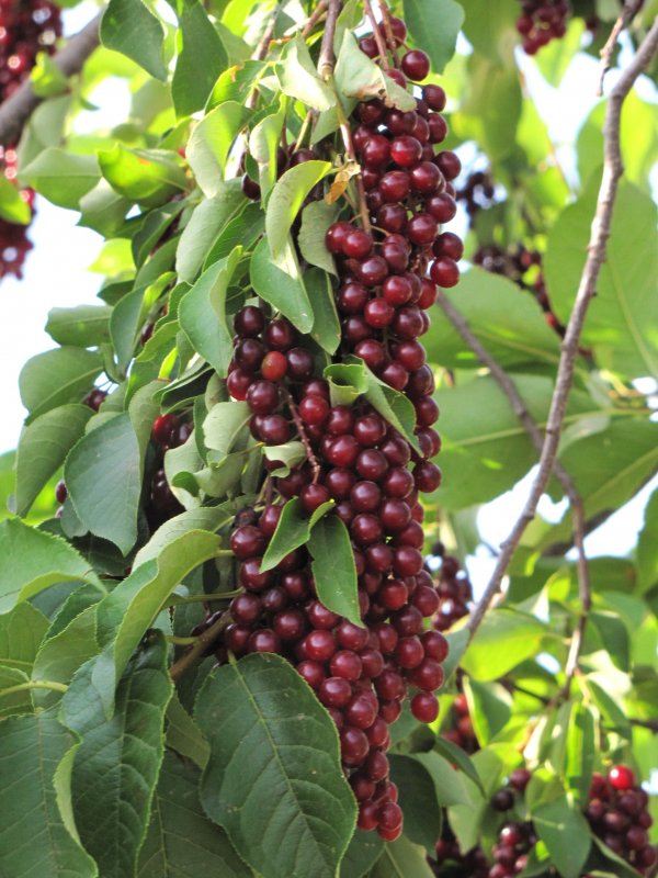 Черемуха виргинская (Padus virginiana)