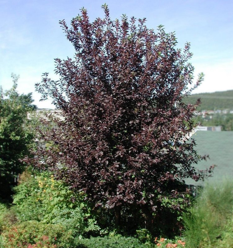 Черемуха виргинская (Padus virginiana)