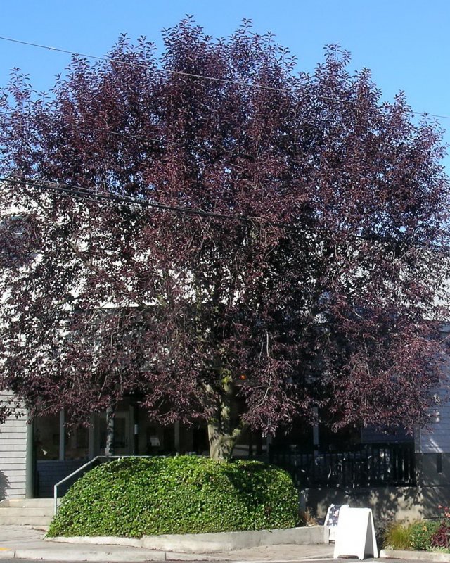 Черемуха виргинская (Prunus virginiana) Канада ред