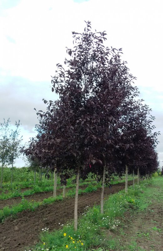 Черемуха виргинская (Padus virginiana)