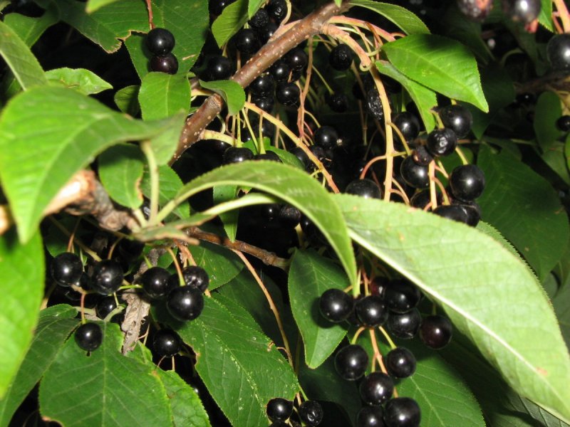 Черемуха виргинская краснолистная "Atropurpurea"