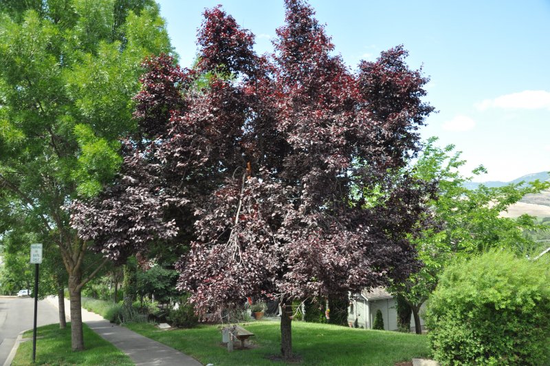 Черемуха виргинская Canada Red