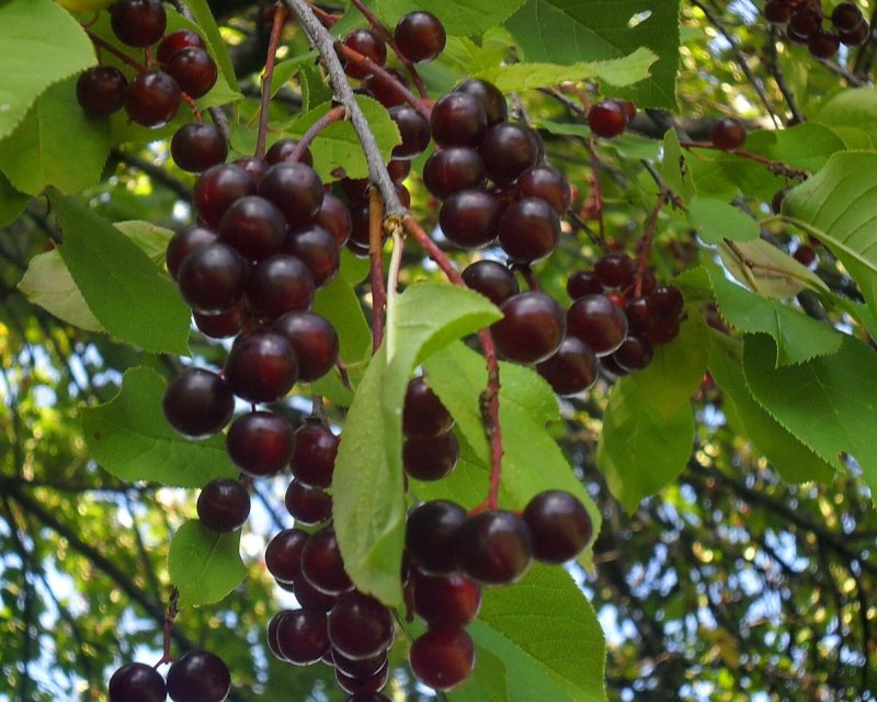Черемуха виргинская Prunus virginiana