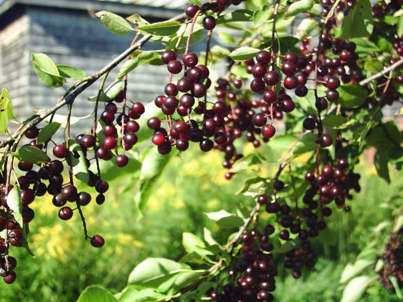 Черемуха виргинская (Padus virginiana)