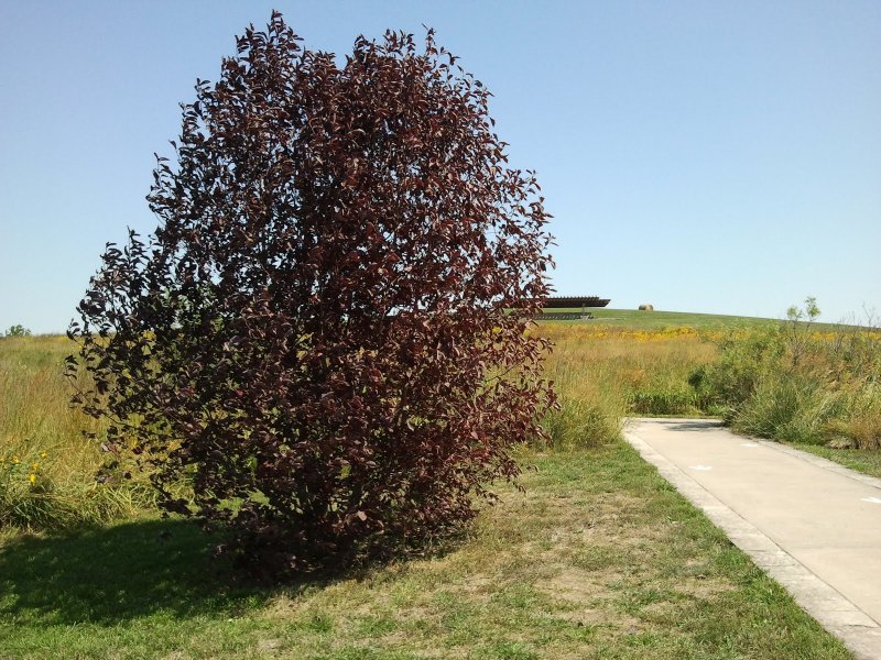 Черемуха виргинская `Шуберт` Prunus virginiana `Shubert`