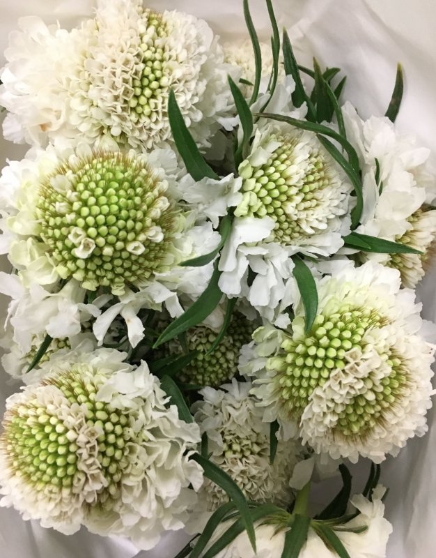 Скабиоза Fama White